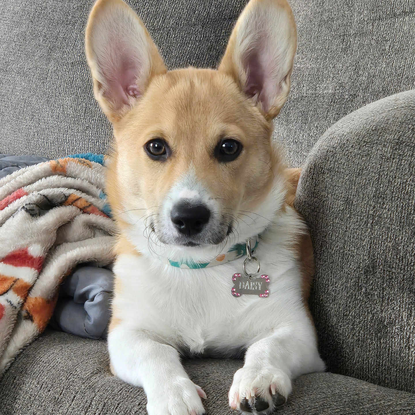 Daisy Jane joined the competition — help win amazing prizes! dog, puppy, corgi, portrait, sitting, couch, indoors, pet, animal, large_ears, tan_fur, white_fur, collar, name_tag, daisy, paws, black_nose, brown_eyes, blanket, cute