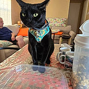 Nero is registered to the contest to win money with this photo: black_cat, cat, harness, table, crocheted_tablecloth, plastic_lid, cat_food_container, mugs, person, couch, pillow, living_room, indoor, window, curtains, orange_pillow, seated_person, relaxed, home, pet