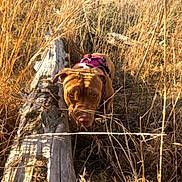 Angel is registered to the contest to win money with this photo: dog, brown_dog, harness, grass, dry_grass, field, log, outdoor, nature, sunlight, animal, mammal, pet, canine, sniffing, wild, adventure, daytime, ears, nose