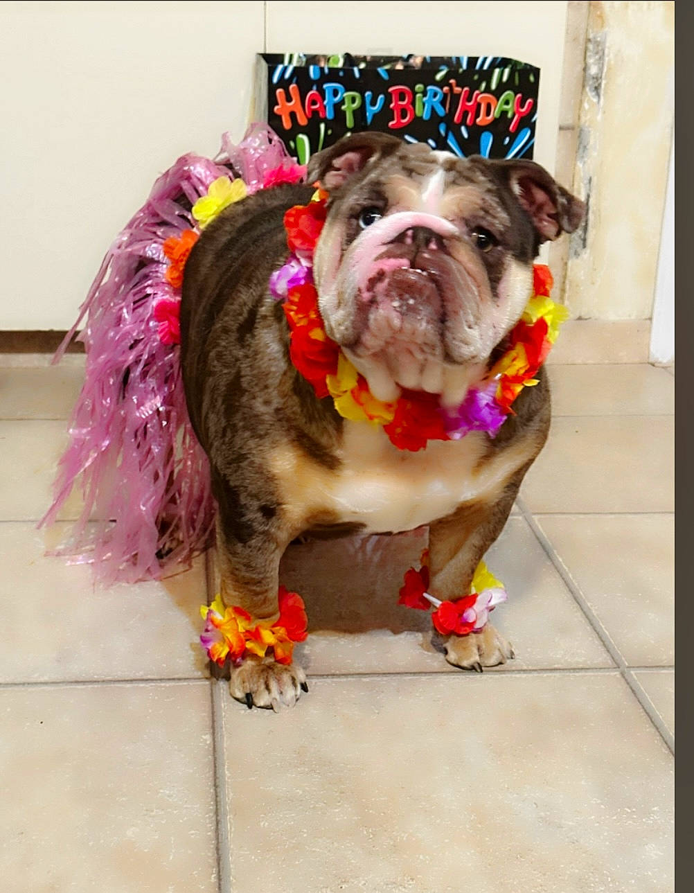 Lil Miss Skyy is registered to the contest to win money with this photo: bulldog, carnivore, collar, companion_dog, dog, dog_breed, dog_collar, dog_supply, fashion_accessory, fawn, flooring, fur, leash, liver, pet_supply, rectangle, snout, sporting_group, working_animal, wrinkle