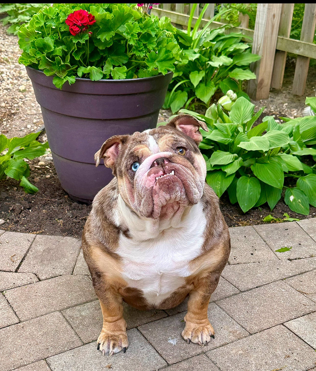 Lil Miss Skyy joined the competition — help win amazing prizes! annual_plant, bulldog, carnivore, companion_dog, dog, dog_breed, fawn, flooring, flower, flowerpot, grass, groundcover, houseplant, plant, road_surface, sidewalk, snout, sporting_group, white_english_bulldog, wrinkle
