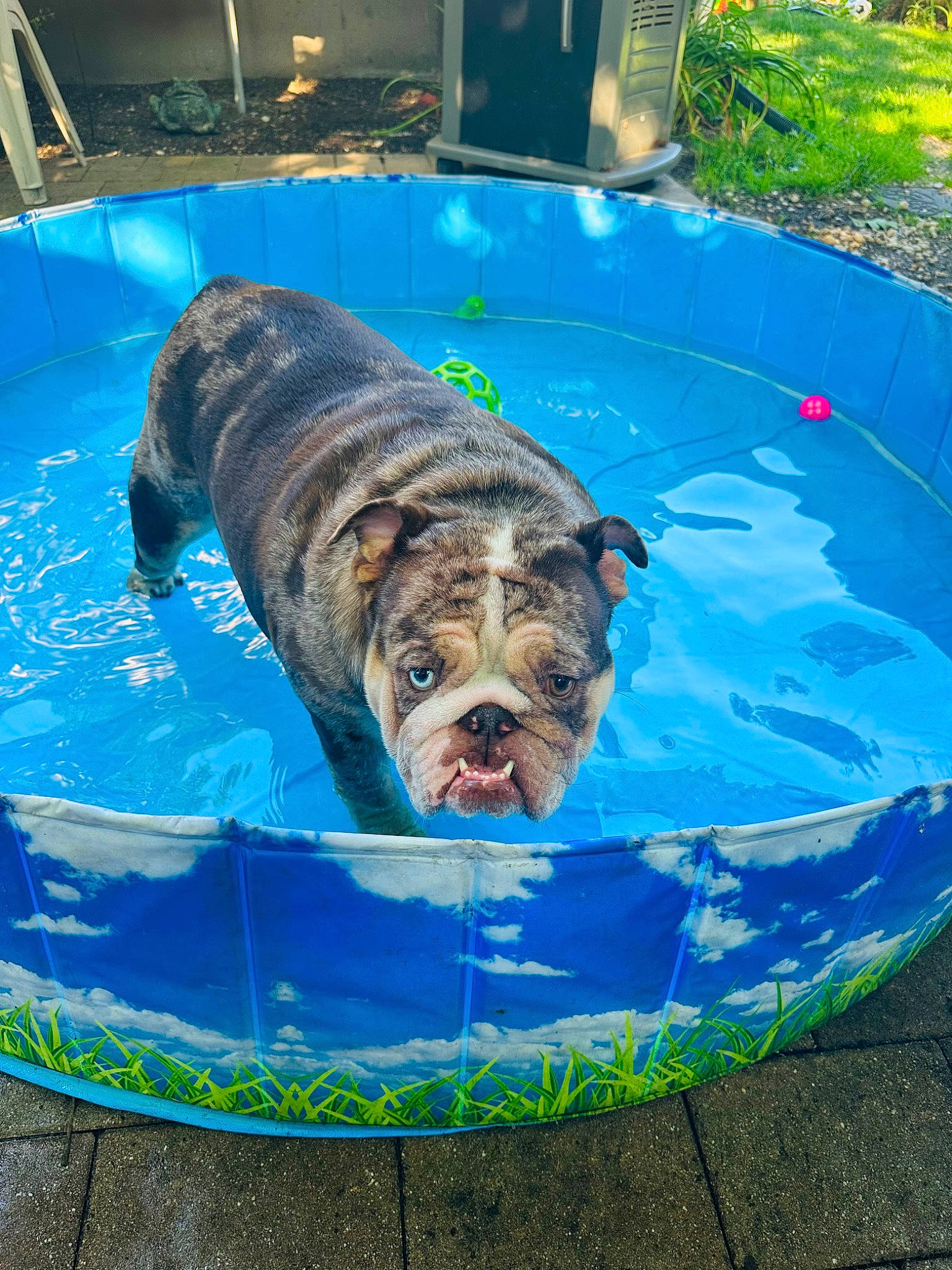 Lil Miss Skyy is registered to the contest to win money with this photo: bathing, blue, carnivore, dog_breed, fluid, fun, grass, leisure, plant, recreation, sporting_group, water