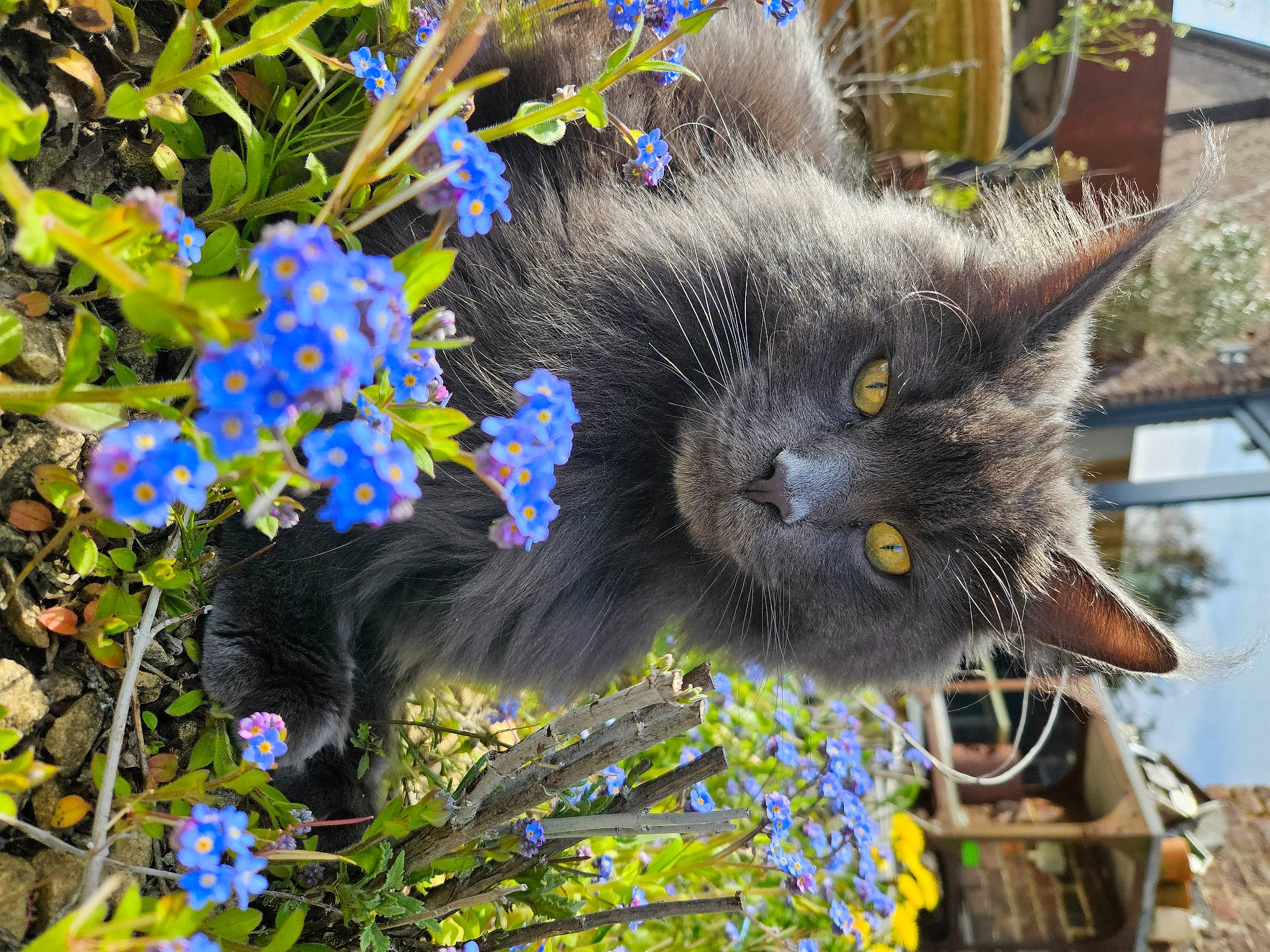 Santo a rejoint le concours — aidez-le/la à gagner de superbes lots ! annual_plant, black_cat, carnivore, cat, domestic_short_haired_cat, electric_blue, fawn, felidae, flower, flowering_plant, fur, grass, groundcover, petal, plant, small_to_medium_sized_cats, snout, tail, tree, whiskers