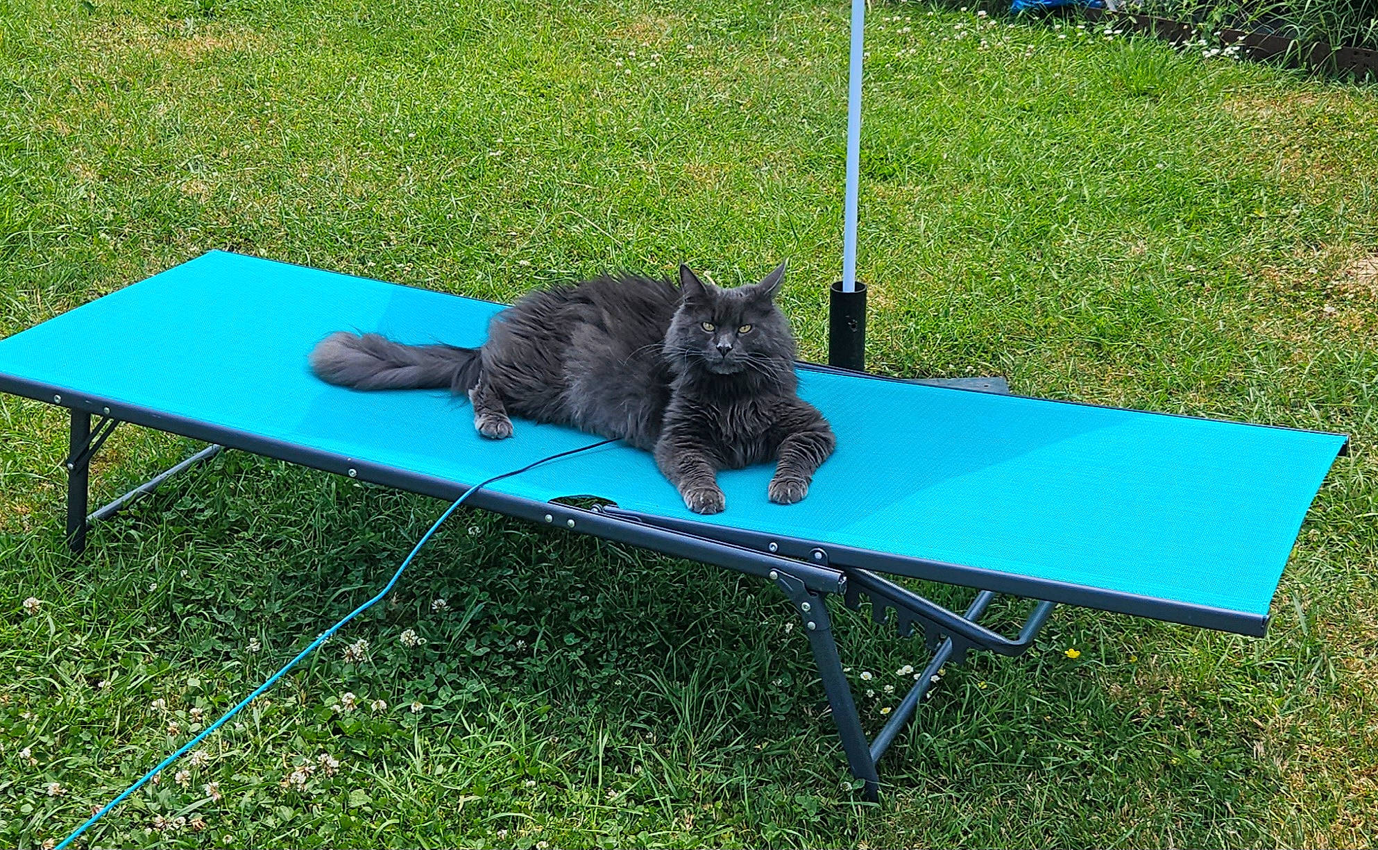 Santo participe au concours pour gagner de l'argent avec cette photo : black_cat, carnivore, cat, chair, dog_breed, domestic_short_haired_cat, felidae, flooring, grass, groundcover, lawn, outdoor_furniture, outdoor_table, plant, rectangle, small_to_medium_sized_cats, sporting_group, table, tail, whiskers