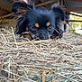 dog, black_dog, barn, hay, animal, pet, ears, fur, close_up, curious, brown_markings, snout, outdoor, rural, wooden_beams, farm, resting, looking, face, expression