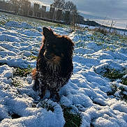 Ussop participe au concours pour gagner de l'argent avec cette photo : dog, snow, field, grass, sunset, cloudy_sky, trees, outdoor, pet, winter, animal, nature, fur, cold, landscape, daylight, canine, curious, fluffy, small_dog