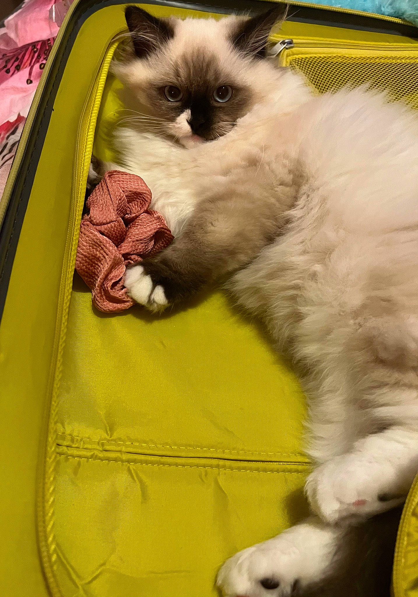 Blaze is registered to the contest to win money with this photo: bag, balinese, carnivore, cat, chair, comfort, felidae, fur, grass, green, mammal, photograph, siamese, small_to_medium_sized_cats, snapshot, tail, thai, vertebrate, whiskers, yellow