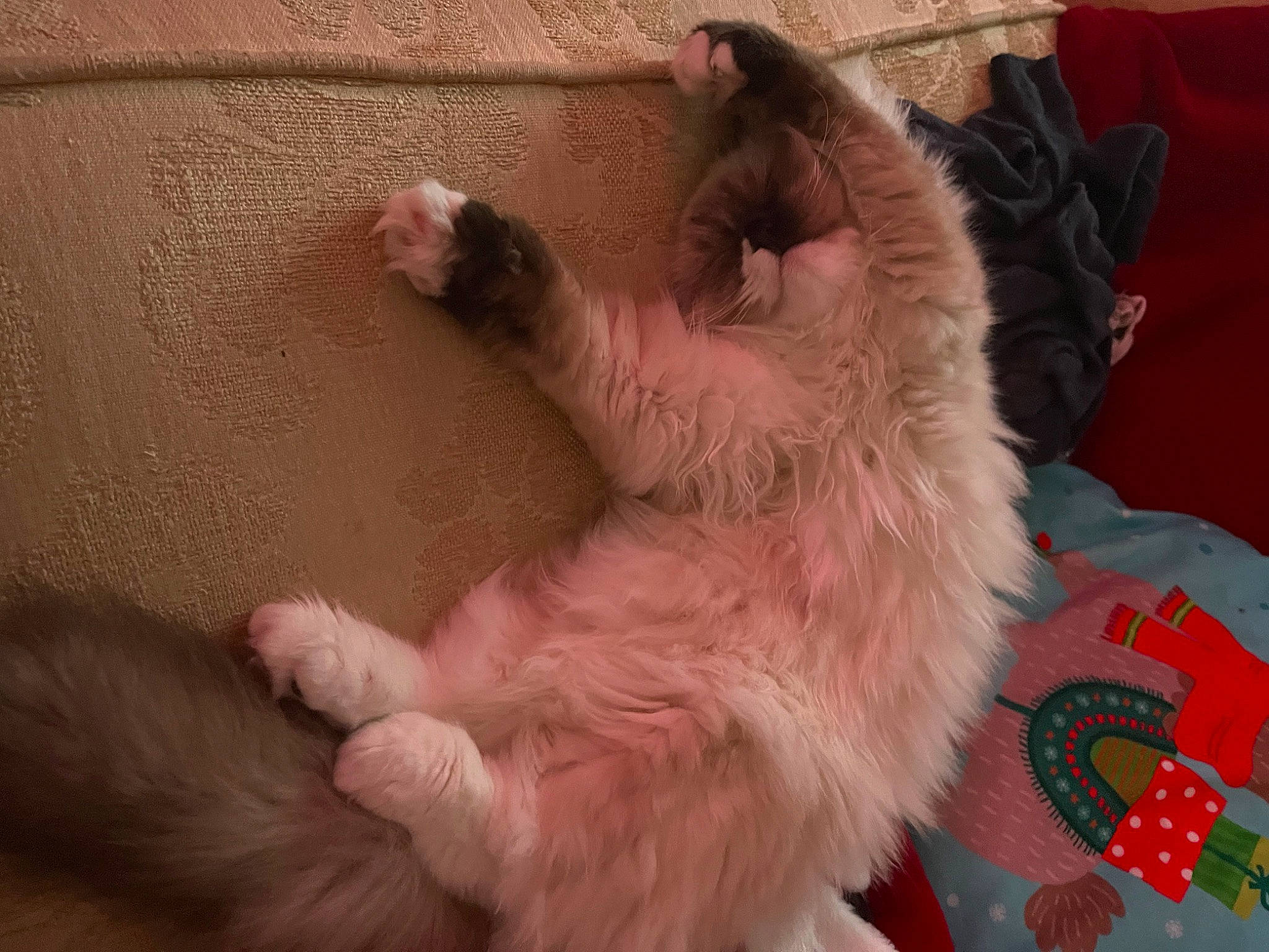 Blaze joined the competition — help win amazing prizes! canidae, carnivore, cat, claw, comfort, companion_dog, dog_breed, fawn, felidae, foot, fur, gesture, liver, paw, small_to_medium_sized_cats, snout, sporting_group, tail, toe, whiskers