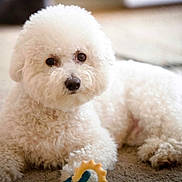 Riley joined the competition — help win amazing prizes! bichon, bichon_frise, bolognese, carnivoran, companion_dog, dog, dog_breed, dog_breed_group, dog_crossbreeds, dog_like_mammal, havanese, maltese, miniature_poodle, non_sporting_group, poodle, poodle_crossbreed, puppy, snout, toy_poodle, vertebrate