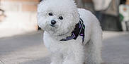 Parker is registered to the contest to win money with this photo: adorable, animal, canine, companion, curious, curly_hair, cute, dog, domestic_animal, fluffy, friendly, fur, harness, outdoor, pavement, pet, portrait, small_dog, walking, white_dog