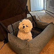 Parker is registered to the contest to win money with this photo: animal, bichon_frise, carpet, comfort, cozy, curious, dog, door, fabric, fluffy, furniture, head_tilt, home, indoor, living_room, pet_bed, recliner, relaxing, small_dog, white_dog