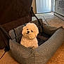 animal, bichon_frise, carpet, comfort, cozy, curious, dog, door, fabric, fluffy, furniture, head_tilt, home, indoor, living_room, pet_bed, recliner, relaxing, small_dog, white_dog