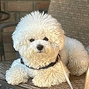 Parker joined the competition — help win amazing prizes! dog, white_dog, curly_fur, fluffy, pet, leash, collar, chair, indoor, closeup, animal, cute, portrait, relaxed, companion, furry, domestic_animal, friendly, sitting, small_dog