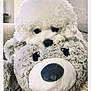 Parker is registered to the contest to win money with this photo: animal, carpet, close_up, comfort, cozy, curly_fur, cute, dog, eyes, fur, home, indoor, nose, pet, plush_toy, snuggle, soft_texture, stuffed_animal, teddy_bear, white_dog