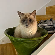 Yuki a rejoint le concours — aidez-le/la à gagner de superbes lots ! animal, cat, container, curious, cute, domestic, feline, fur, gray_sneakers, green_pot, home, household, indoor, looking, pet, shoe, sitting, stairs, whiskers, wooden_floor
