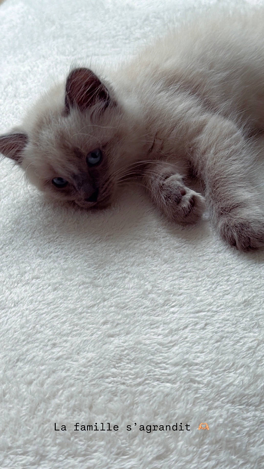 Yuki participe au concours pour gagner de l'argent avec cette photo : abyssinian, angora, animal, cat, kitten, manx, pet, siamese