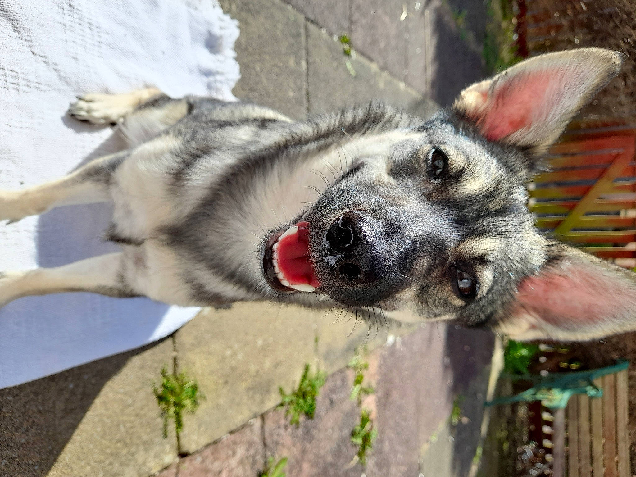 Jojo is registered to the contest to win money with this photo: ancient_dog_breeds, canidae, canis, carnivore, collar, dog, dog_breed, fur, koolie, snout, sporting_group, terrestrial_animal, whiskers, working_animal, working_dog