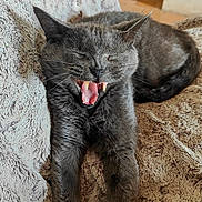 Clepto participe au concours pour gagner de l'argent avec cette photo : cat, grey_cat, feline, pet, animal, teeth, yawning, mouth_open, fur, whiskers, paws, relaxed, indoor, blanket, texture, cozy, resting, cute, sleepy, comfort