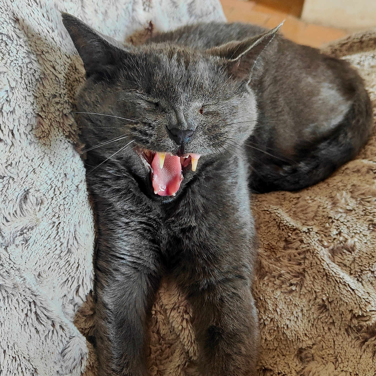 Clepto participe au concours pour gagner de l'argent avec cette photo : animal, blanket, cat, comfort, cozy, cute, feline, fur, grey_cat, indoor, mouth_open, paws, pet, relaxed, resting, sleepy, teeth, texture, whiskers, yawning