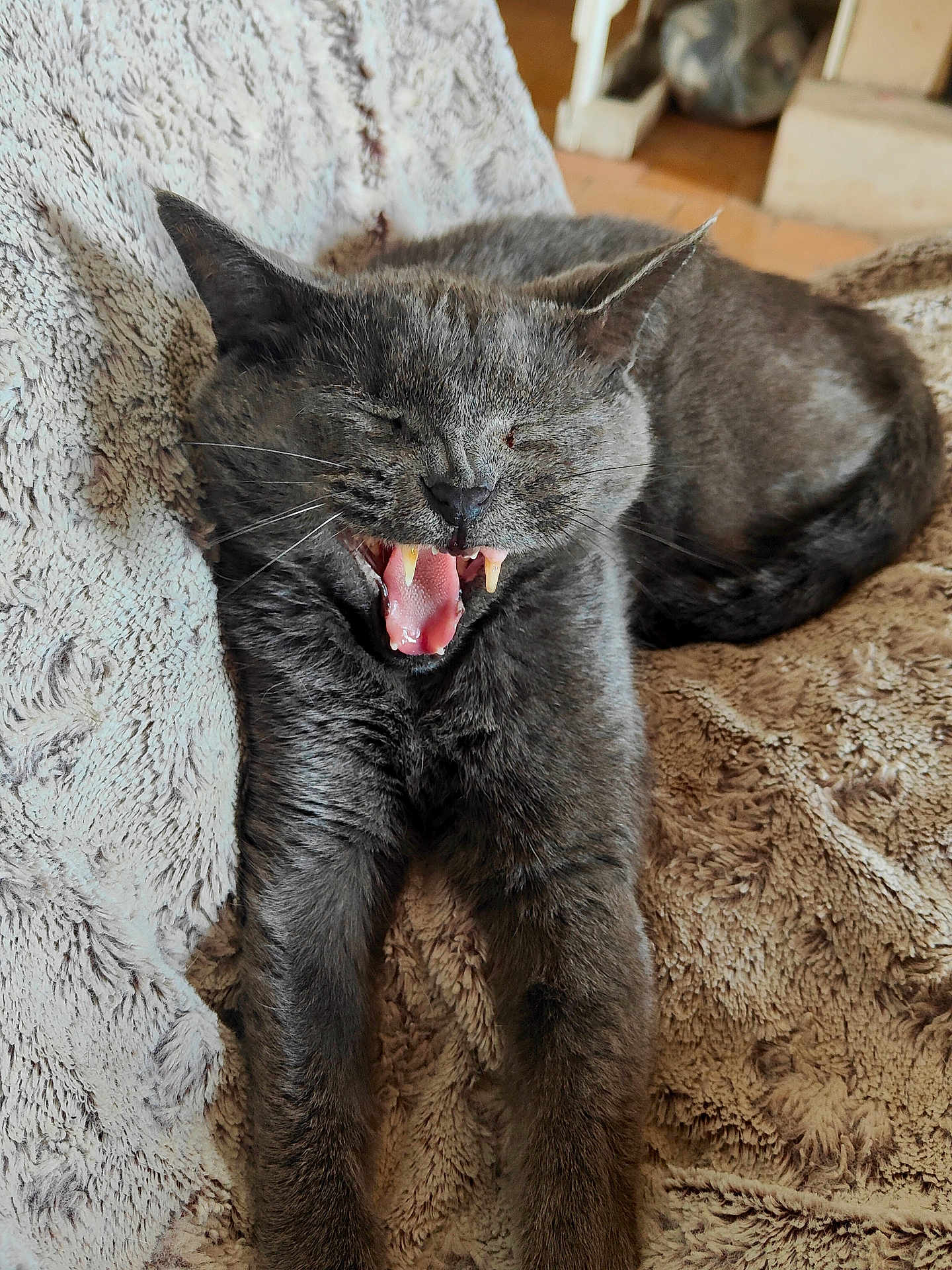 Clepto participe au concours pour gagner de l'argent avec cette photo : cat, grey_cat, feline, pet, animal, teeth, yawning, mouth_open, fur, whiskers, paws, relaxed, indoor, blanket, texture, cozy, resting, cute, sleepy, comfort