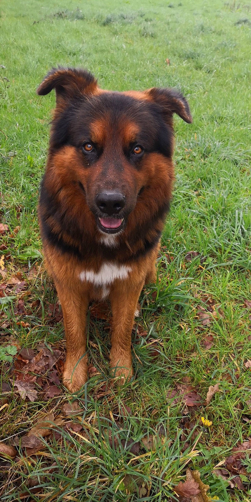 Mayko participe au concours pour gagner de l'argent avec cette photo : basque_shepherd_dog, canidae, carnivore, companion_dog, dog, dog_breed, english_shepherd, fawn, german_shepherd_dog, mammal, old_german_shepherd_dog, rare_breed_dog, sporting_group, vertebrate