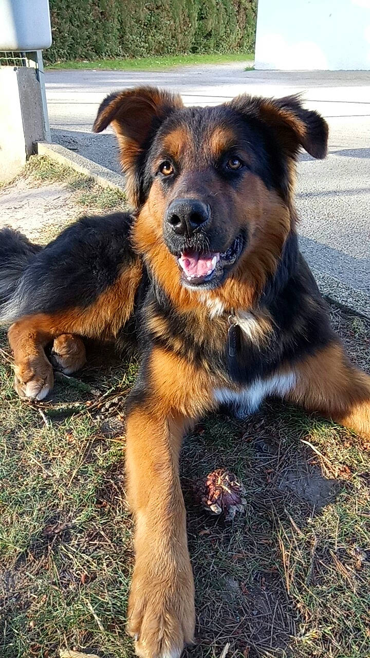 Mayko participe au concours pour gagner de l'argent avec cette photo : basque_shepherd_dog, canidae, carnivore, companion_dog, dog, dog_breed, fawn, huntaway, mammal, rare_breed_dog, snout, sporting_group, vertebrate