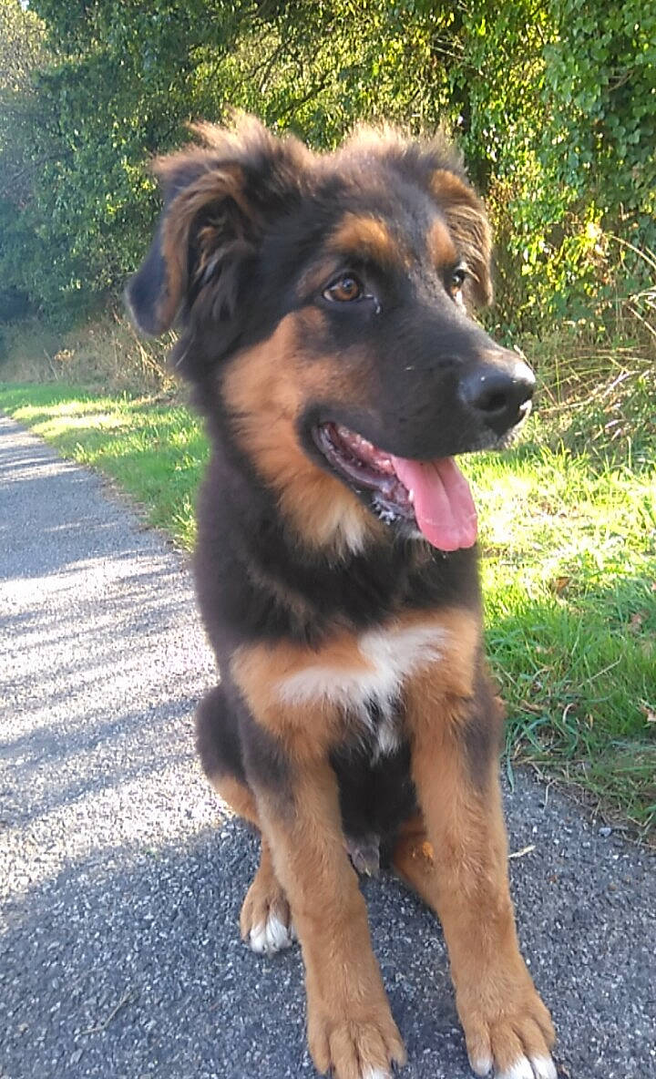 Mayko a rejoint le concours — aidez-le/la à gagner de superbes lots ! bakharwal_dog, basque_shepherd_dog, bohemian_shepherd, canidae, carnivore, dog, dog_breed, fawn, german_shepherd_dog, herding_dog, king_shepherd, mammal, old_german_shepherd_dog, rare_breed_dog, sporting_group, vertebrate