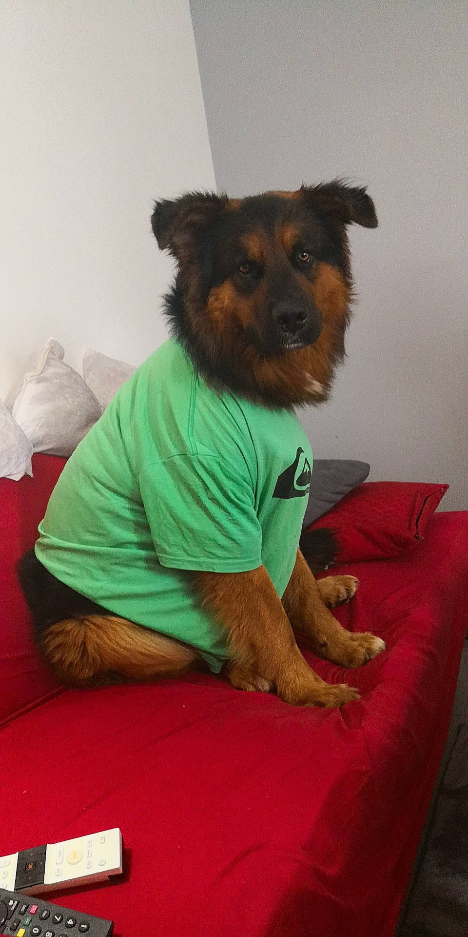 Mayko participe au concours pour gagner de l'argent avec cette photo : australian_terrier, canidae, carnivore, companion_dog, dog, dog_breed, puppy, snout, sporting_group