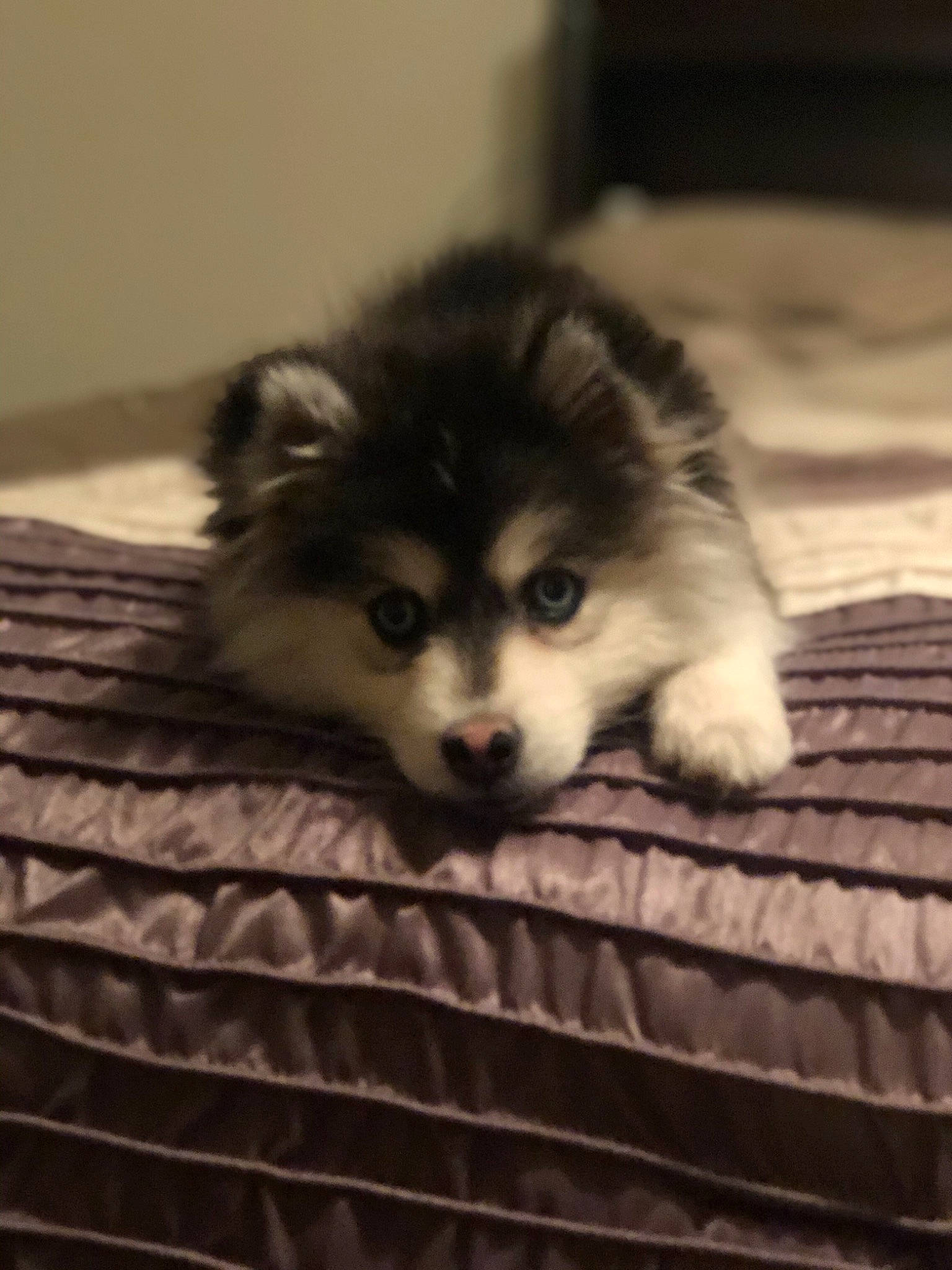 Harlee is registered to the contest to win money with this photo: alaskan_malamute, canadian_eskimo_dog, canidae, carnivore, dog, dog_breed, finnish_lapphund, mammal, miniature_siberian_husky, pomeranian, puppy, rare_breed_dog, sakhalin_husky, siberian_husky, snout, spitz, sporting_group, vertebrate, whiskers, wolfdog