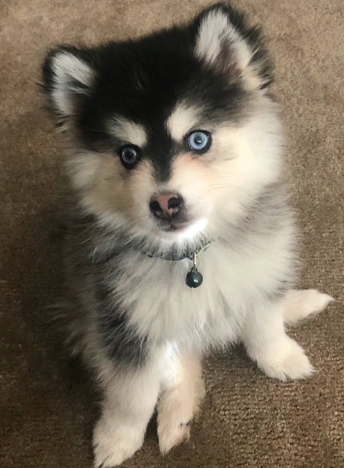 Harlee is registered to the contest to win money with this photo: alaskan_klee_kai, alaskan_malamute, ancient_dog_breeds, canadian_eskimo_dog, canidae, carnivore, dog, dog_breed, finnish_lapphund, mammal, miniature_siberian_husky, puppy, rare_breed_dog, sakhalin_husky, siberian_husky, sled_dog, snout, vertebrate, wolfdog, working_dog