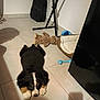 puppy, dog, floor, tile, toy, teddy_bear, pet_bed, indoor, black_fur, white_fur, brown_fur, cute, lying_down, looking_up, shadow, furniture, guitar_case, blue_toy, cozy, home