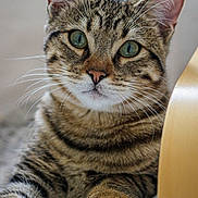 Mochi participe au concours pour gagner de l'argent avec cette photo : animal, cat, close_up, cute, domestic_cat, feline, fur, green_eyes, indoor, looking, mammal, paw, pet, portrait, relaxed, resting, soft_surface, striped, tabby_cat, whiskers