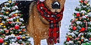 Zeus joined the competition — help win amazing prizes! dog, german_shepherd, santa_hat, scarf, snow, christmas_tree, christmas_lights, christmas_presents, holiday, winter, festive, outdoor, snowfall, decorations, red, green, celebration, seasonal, cute, pet