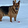 dog, german_shepherd, snow, outdoor, animal, pet, fence, toy, winter, canine, nature, playful, cold, fur, muzzle, ears, standing, snowy_ground, daylight, quiet