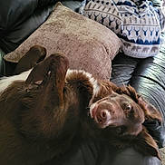 Kai joined the competition — help win amazing prizes! dog, brown_dog, pet, couch, leather_couch, pillow, blanket, indoor, fur, playful, lying_down, looking_at_camera, ears, nose, eyes, home, cozy, relaxed, animal, mammal