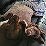 dog, brown_dog, pet, couch, leather_couch, pillow, blanket, indoor, fur, playful, lying_down, looking_at_camera, ears, nose, eyes, home, cozy, relaxed, animal, mammal