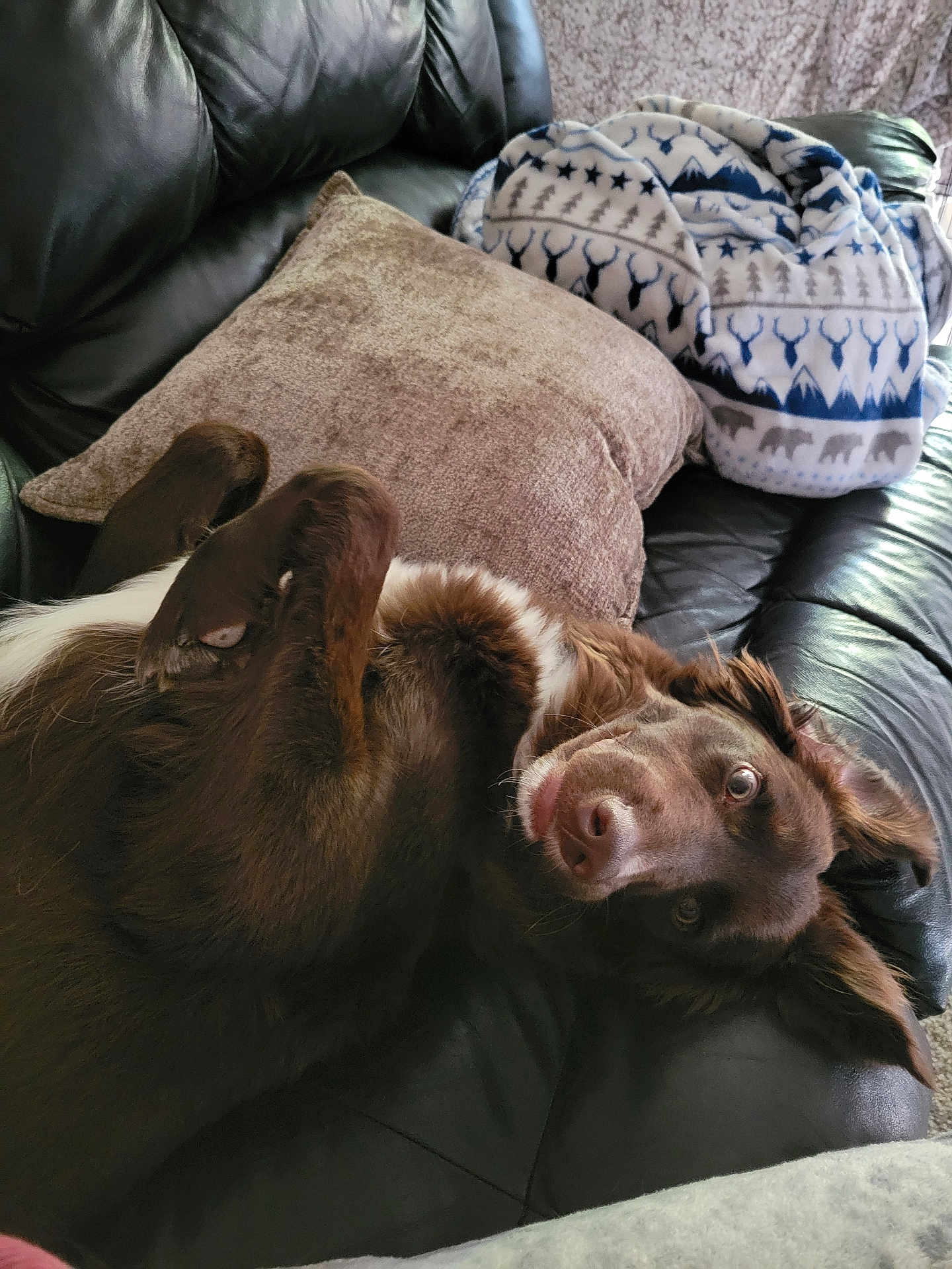 Kai joined the competition — help win amazing prizes! dog, brown_dog, pet, couch, leather_couch, pillow, blanket, indoor, fur, playful, lying_down, looking_at_camera, ears, nose, eyes, home, cozy, relaxed, animal, mammal