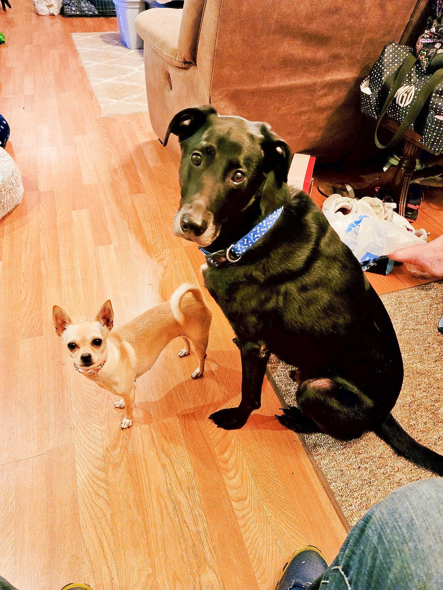 Oreo joined the competition — help win amazing prizes! canidae, carnivore, chair, collar, companion_dog, dog, dog_breed, dog_collar, dog_supply, fawn, flooring, guard_dog, hardwood, pet_supply, snout, sporting_group, tail, toy_dog, wood, working_animal