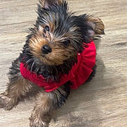 Stellarose joined the competition — help win amazing prizes! puppy, dog, pet, red_clothing, fur, small_dog, cute, looking_up, wooden_floor, indoor, animal, adorable, furry, sitting, young_dog, portrait, companion, domestic_animal, mammal, playful