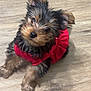 puppy, dog, pet, red_clothing, fur, small_dog, cute, looking_up, wooden_floor, indoor, animal, adorable, furry, sitting, young_dog, portrait, companion, domestic_animal, mammal, playful