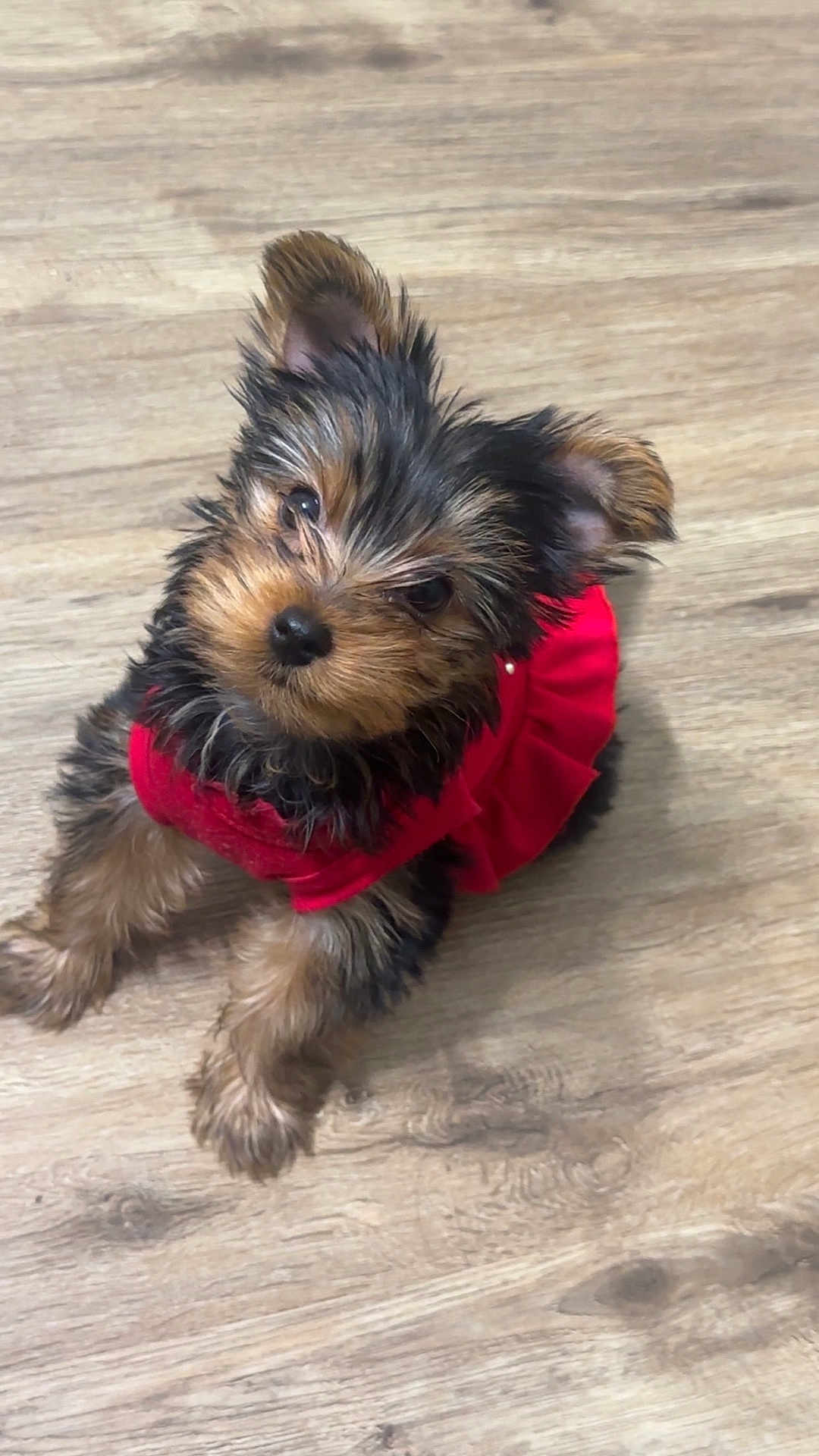 Stellarose joined the competition — help win amazing prizes! puppy, dog, pet, red_clothing, fur, small_dog, cute, looking_up, wooden_floor, indoor, animal, adorable, furry, sitting, young_dog, portrait, companion, domestic_animal, mammal, playful