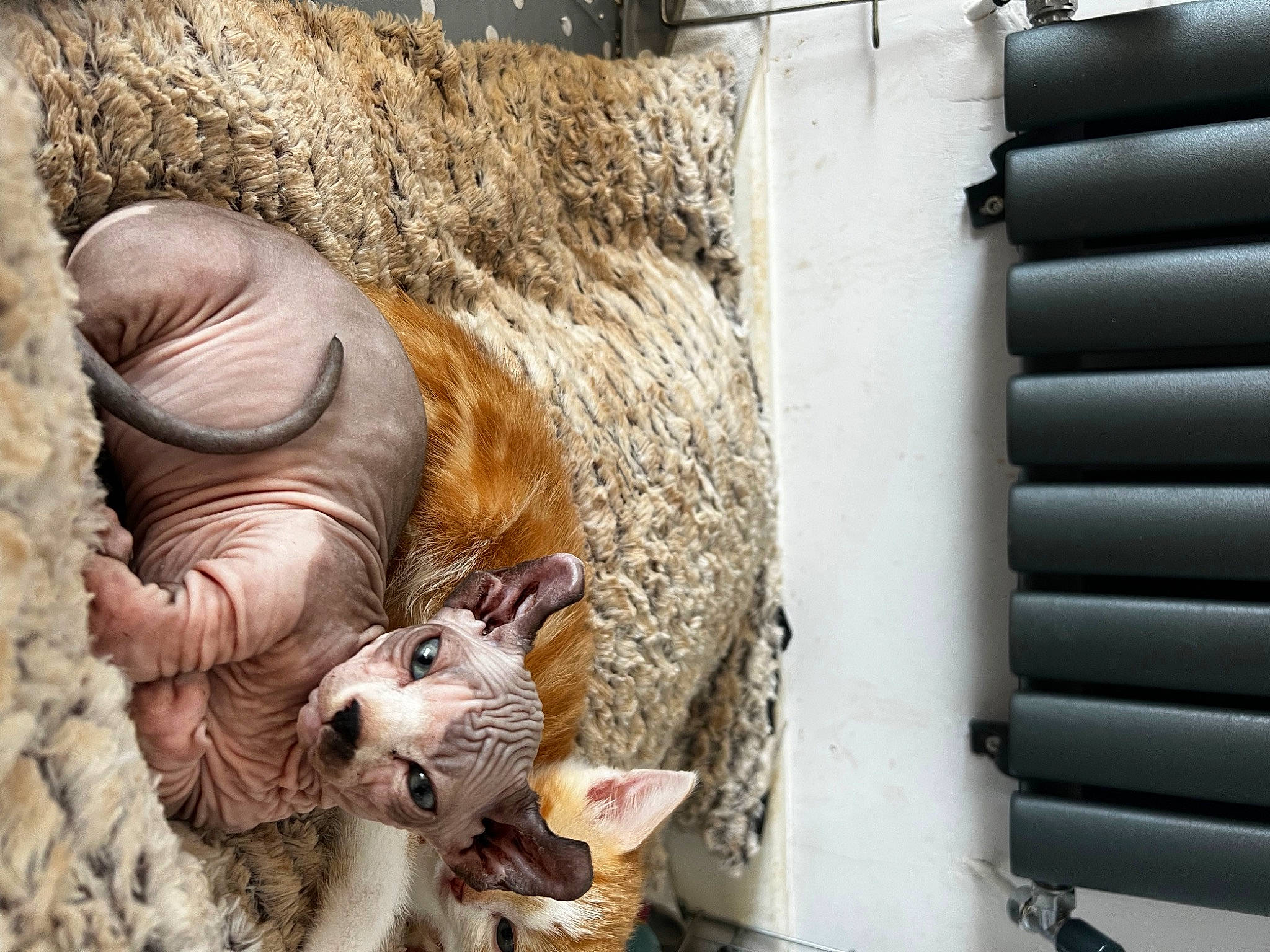 Herman joined the competition — help win amazing prizes! art, bull, carving, fawn, felidae, fur, livestock, metal, sculpture, snout, statue, terrestrial_animal, toy, visual_arts, whiskers, wood, working_animal, wrinkle