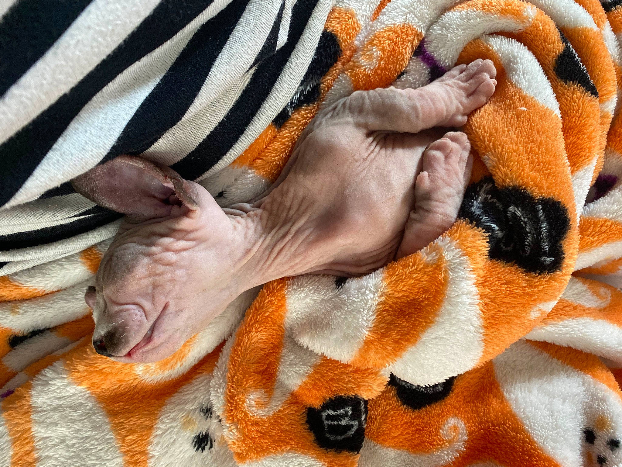 Herman joined the competition — help win amazing prizes! canidae, comfort, dog, dog_breed, fawn, fur, gesture, linens, nail, pattern, peach, snout, sporting_group, terrestrial_animal, wildlife, working_animal