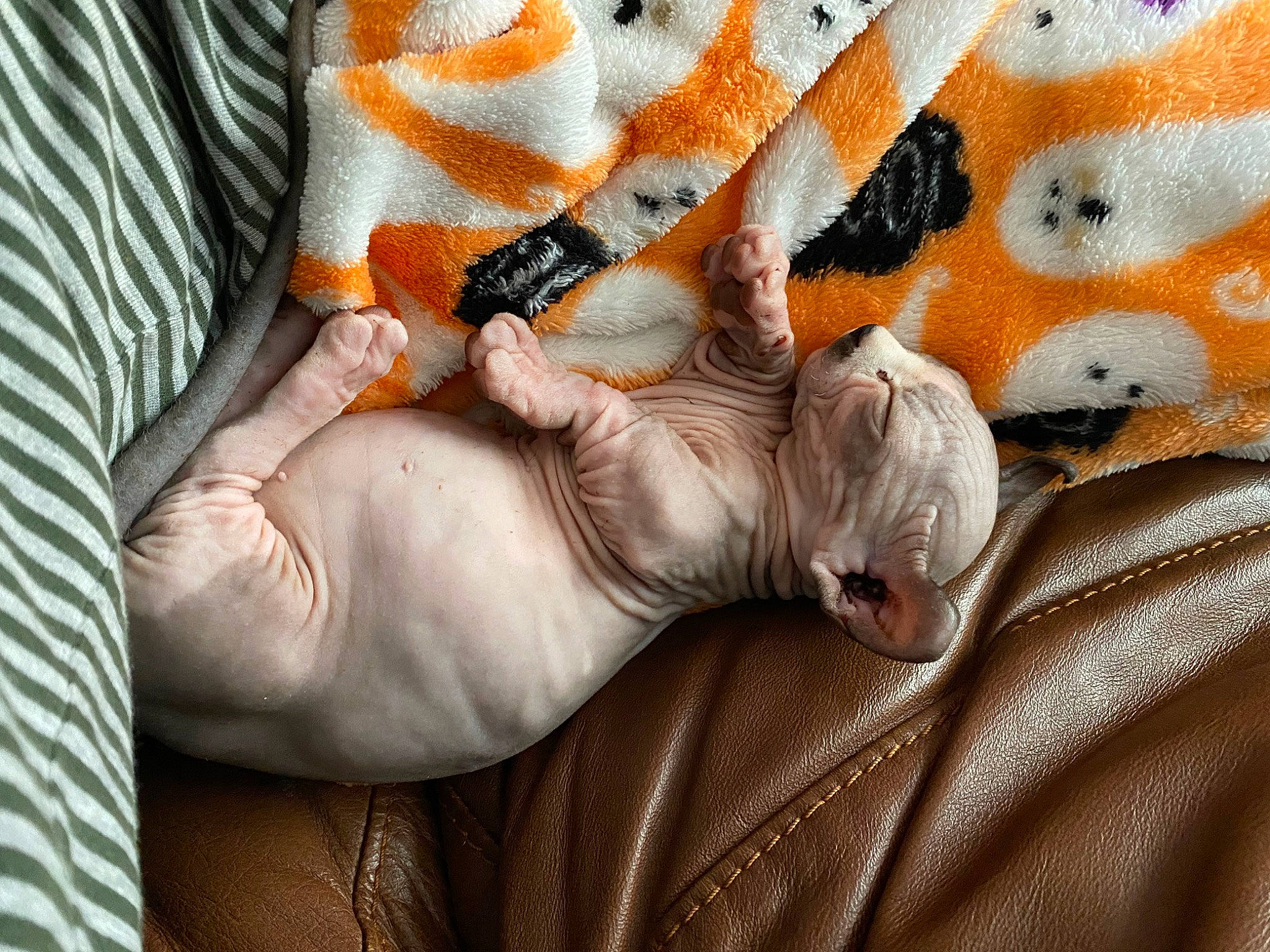 Herman joined the competition — help win amazing prizes! bed_sheet, bedding, canidae, carnivore, comfort, companion_dog, dog, dog_breed, fawn, felidae, fur, linens, nail, nap, pattern, paw, small_to_medium_sized_cats, snout, sporting_group, whiskers