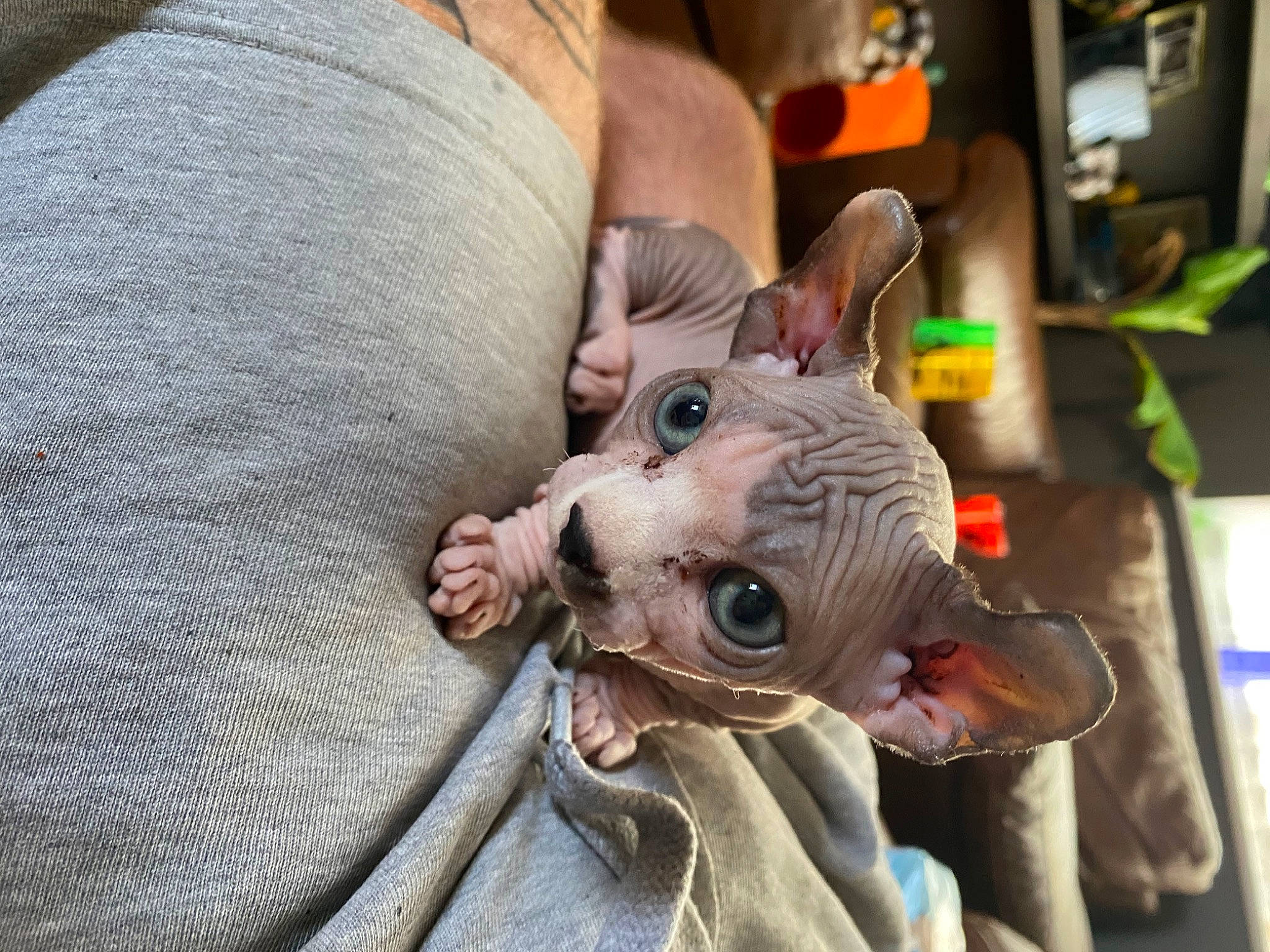 Herman is registered to the contest to win money with this photo: canidae, carnivore, comfort, companion_dog, dog_breed, ear, fawn, felidae, flesh, fur, non_sporting_group, snout, sporting_group, terrestrial_animal, whiskers, working_animal, wrinkle