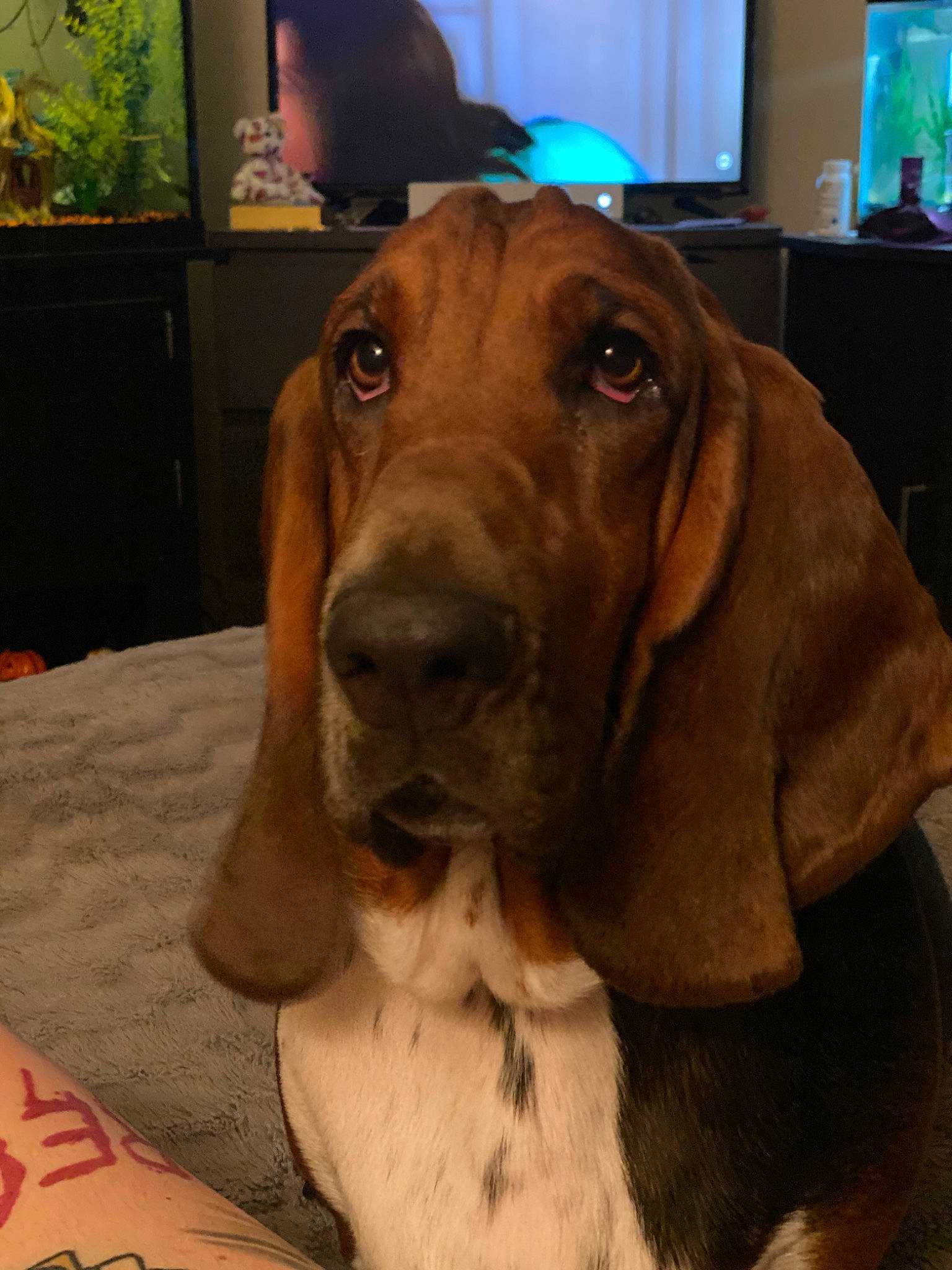 Spaulding is registered to the contest to win money with this photo: canidae, carnivore, collar, comfort, companion_dog, dog, dog_breed, dog_collar, dog_supply, ear, fawn, liver, metal, pet_supply, picture_frame, snout, sporting_group, television, whiskers, working_animal