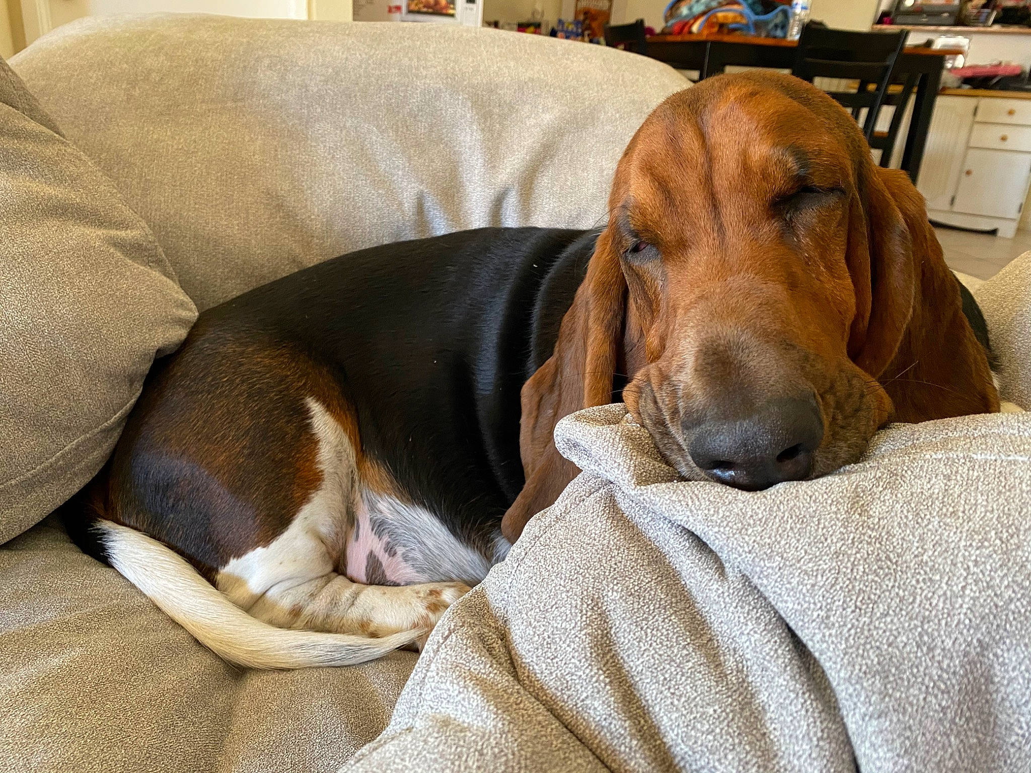 Spaulding is registered to the contest to win money with this photo: cabinetry, canidae, carnivore, comfort, companion_dog, dog, dog_breed, dog_supply, drawer, ear, fawn, fur, hound, liver, nap, scent_hound, snout, sporting_group, whiskers, working_animal