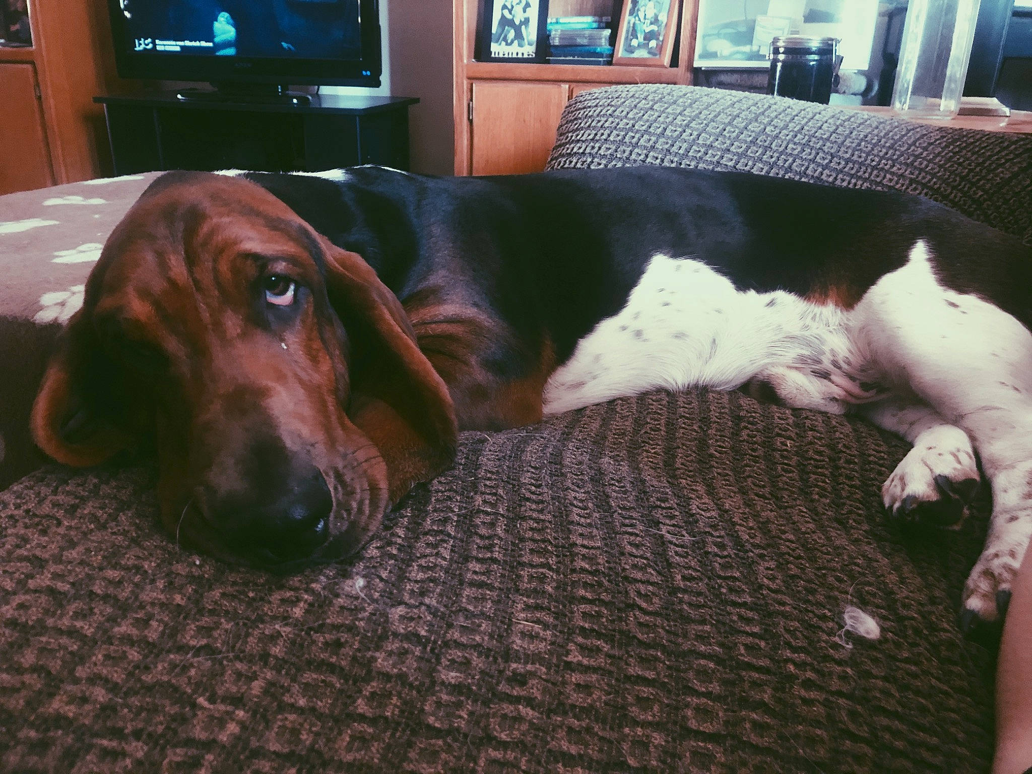 Spaulding is registered to the contest to win money with this photo: analog_television, cable_television, canidae, carnivore, comfort, companion_dog, couch, dog, dog_breed, fawn, flooring, fur, hardwood, liver, living_room, room, snout, sporting_group, wood, working_animal