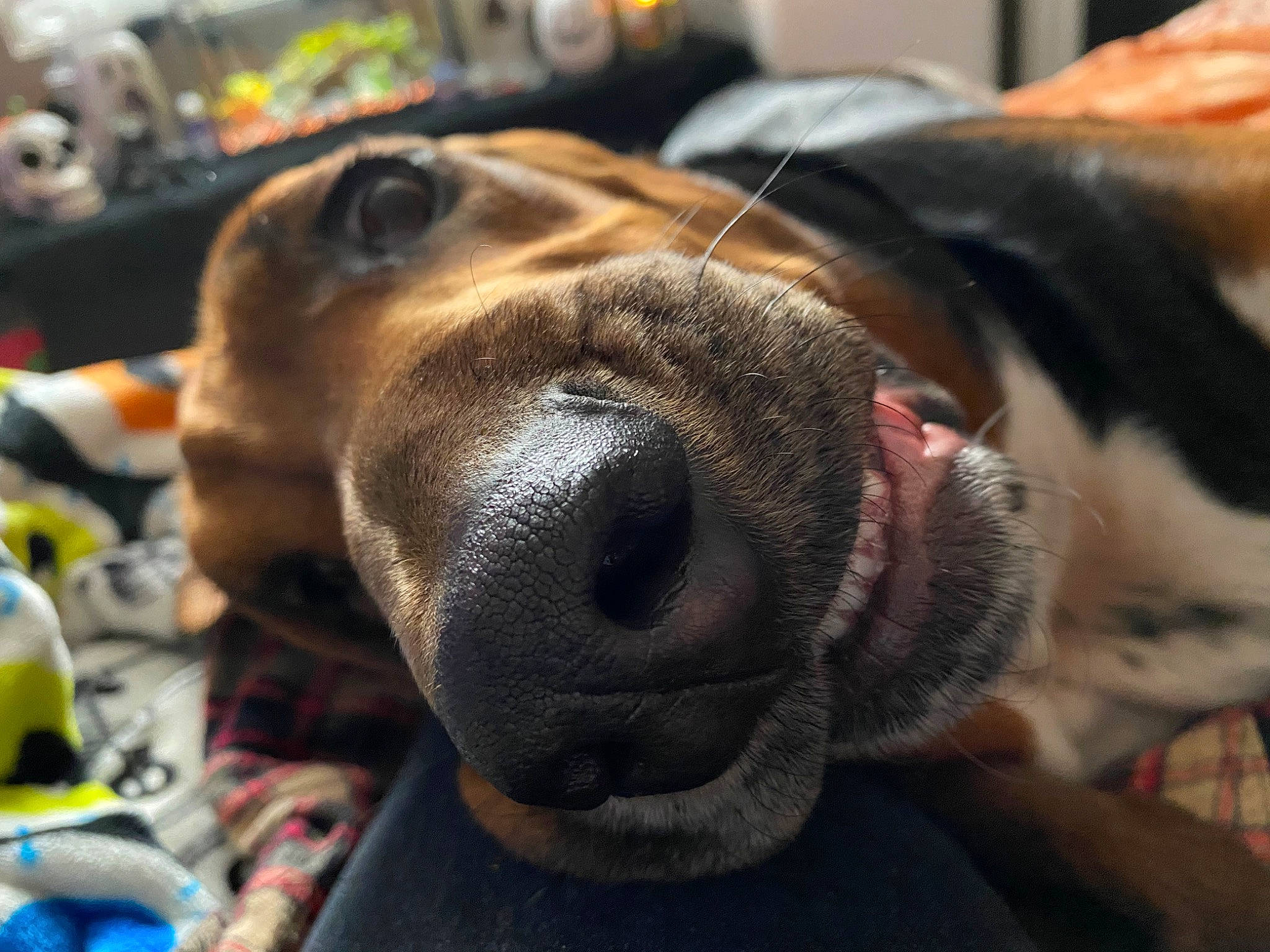 Spaulding is registered to the contest to win money with this photo: canidae, carnivore, collar, companion_dog, dog, dog_breed, ear, fawn, fur, guard_dog, jaw, liver, pet_supply, scent_hound, snout, sporting_group, vertebrate, whiskers, working_animal, working_dog