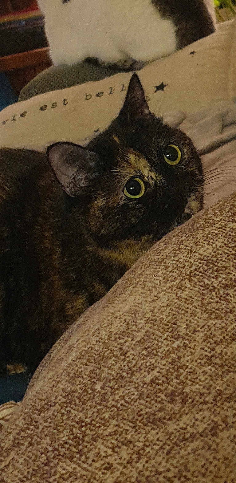 Crotte a rejoint le concours — aidez-le/la à gagner de superbes lots ! cat, tortoiseshell_cat, white_cat, blanket, cushion, indoor, pet, animal, feline, curious, wide_eyes, texture, cozy, soft_furniture, resting, closeup, background, blurred, domestic_cat, cute